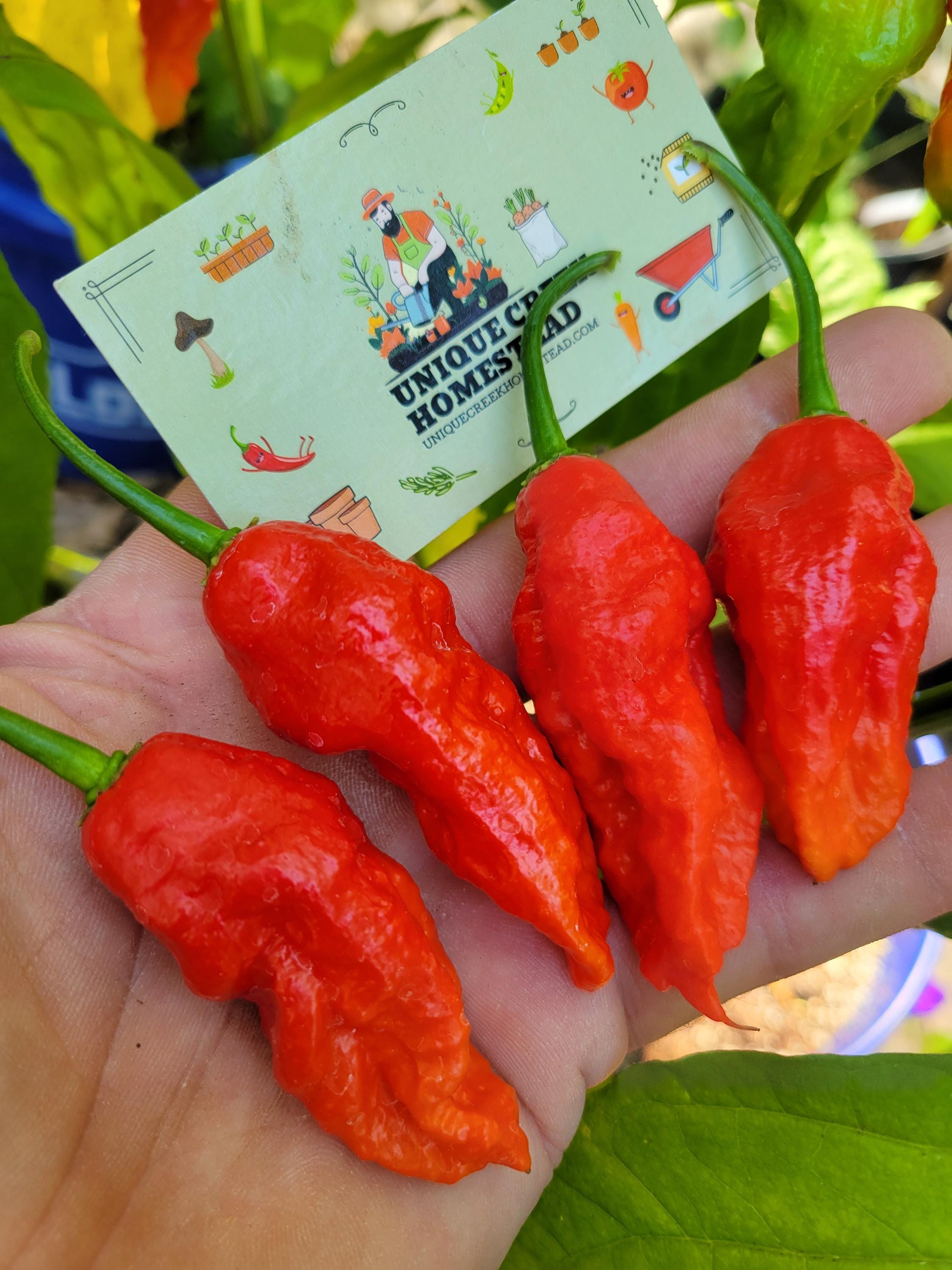Semi Di Peperoncino Ghost Bhut Jolokia - 1.000.000 SHU, 20+ Semi, Organico - Foto 5