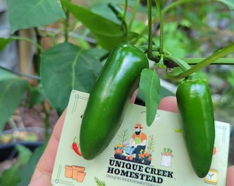 JALAPENO Hot PEPPER Seeds Organically Grown Unique Creek Homestead Certified National Wildlife Sanctuary Southern Indiana Garden