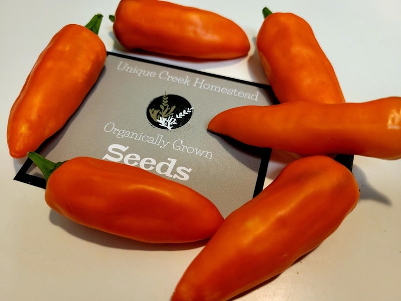 SWEET TANGERINE DREAM Pepper Seeds Organically Grown Unique Etsy