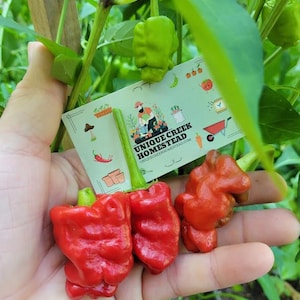 May include: A hand holds three red peppers and a green pepper, with a tag that reads "UNIQUE CREEK HOMESTEAD". The peppers are a vibrant red color and have a unique, textured shape. The background features green leaves and stems.