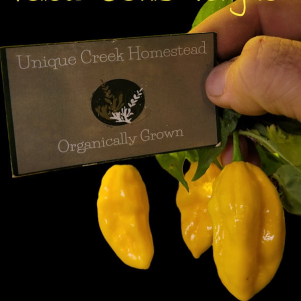 Yellow Devils Tongue SUPER HOT Pepper Seeds Grown Unique Creek Homestead Certified National Wildlife Sanctuary Southern Indiana