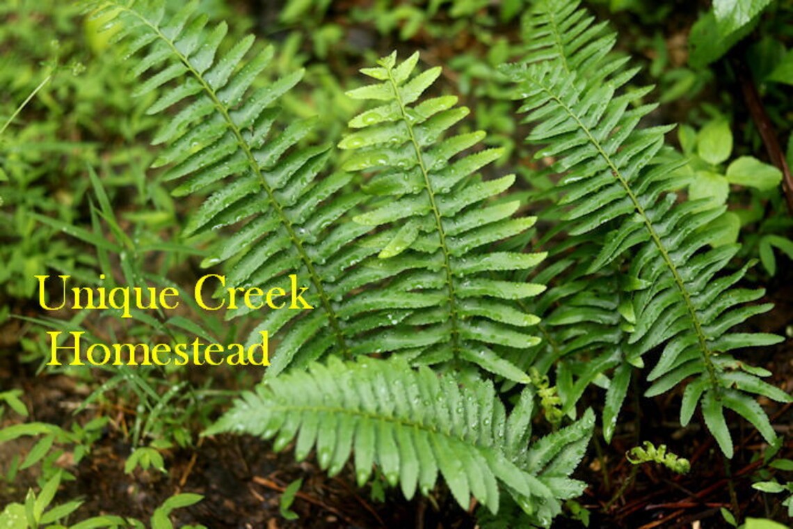 Christmas FERN LIVE PLANT Organic Naturally Grown On Unique Etsy