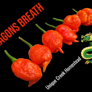 Dragons Breath Pepper Seeds SUPER HOT 2.48 Million Scoville SHU Unofficial Possible World Record Heat Organically Grown Unique Creek