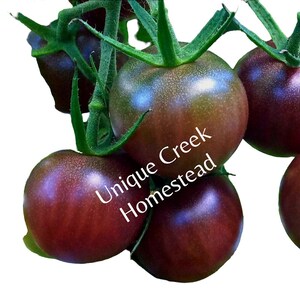 May include: A cluster of dark purple heirloom tomatoes with green stems. The tomatoes are labeled "Unique Creek Homestead".