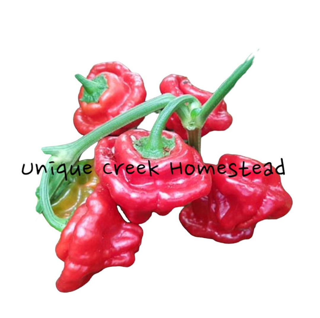 Jamaican Red Mushroom Pepper Seeds 100,000200,000 Scoville SHU Unique
