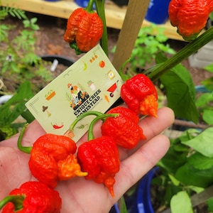 TRINIDAD MORUGA SCORPION Super Hot Pepper Seeds 2,000,000+ Scoville shu Chili Unique Creek Homestead Certified Wildlife Habitat