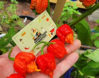 TRINIDAD MORUGA SCORPION Super Hot Pepper Seeds 2,000,000+ Scoville shu Chili Unique Creek Homestead Certified Wildlife Habitat