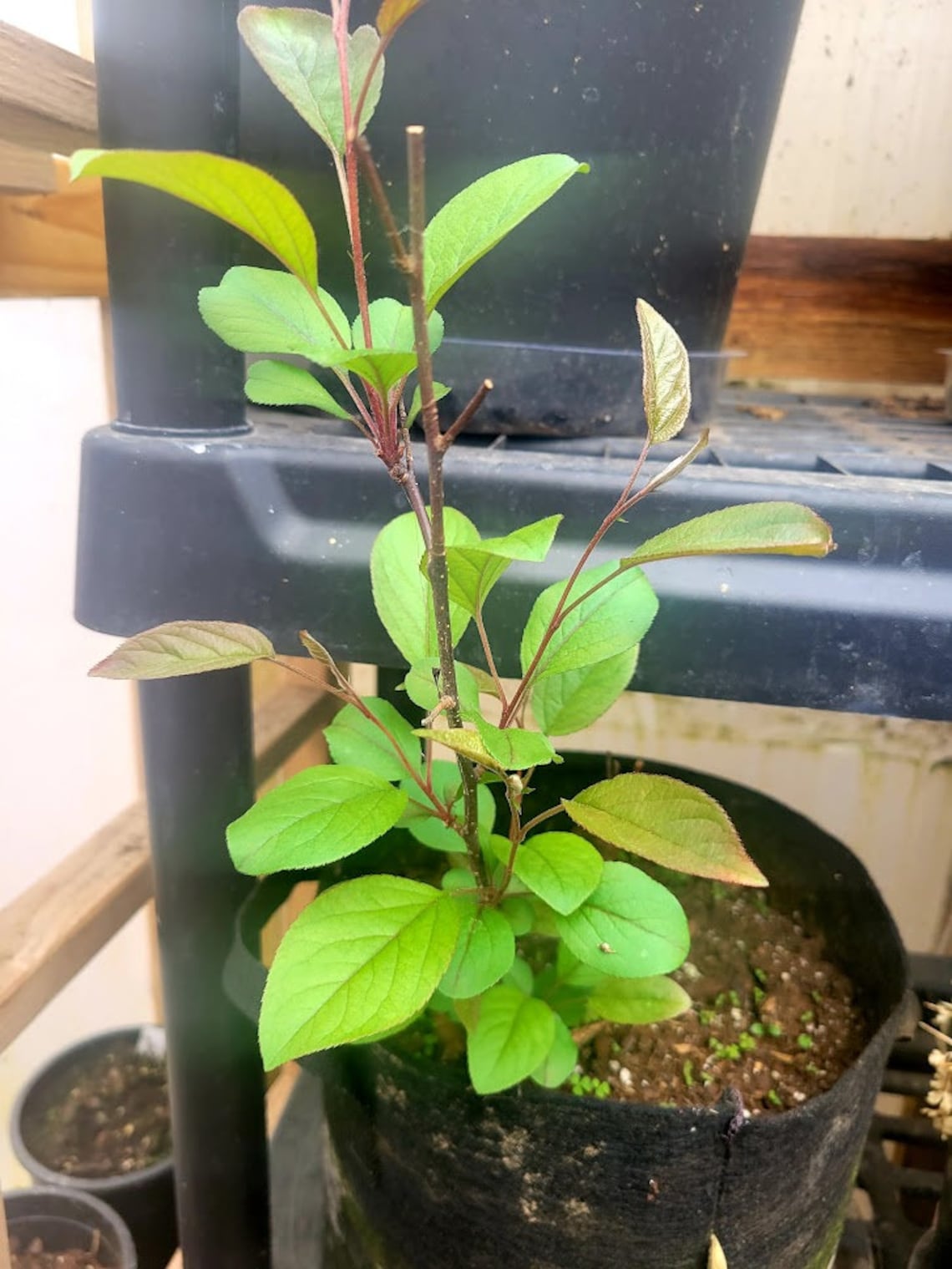 Japanese CRABAPPLE TREE Live Seedling Sapling Organic Etsy