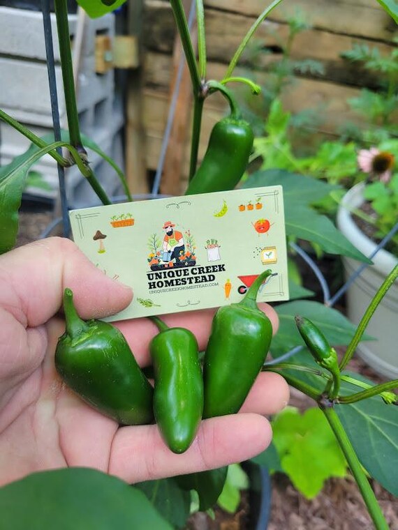 JALAPENO Hot PEPPER Seeds Varieties Numex Orange Purple Black
