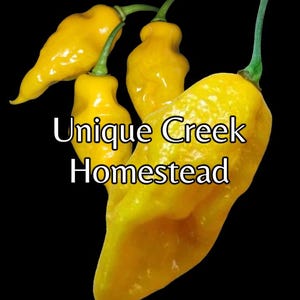 Yellow Devils Tongue Pepper Seeds 125,000-350,000+ Scoville Unique Creek Homestead Certified National Wildlife Sanctuary Southern Indiana
