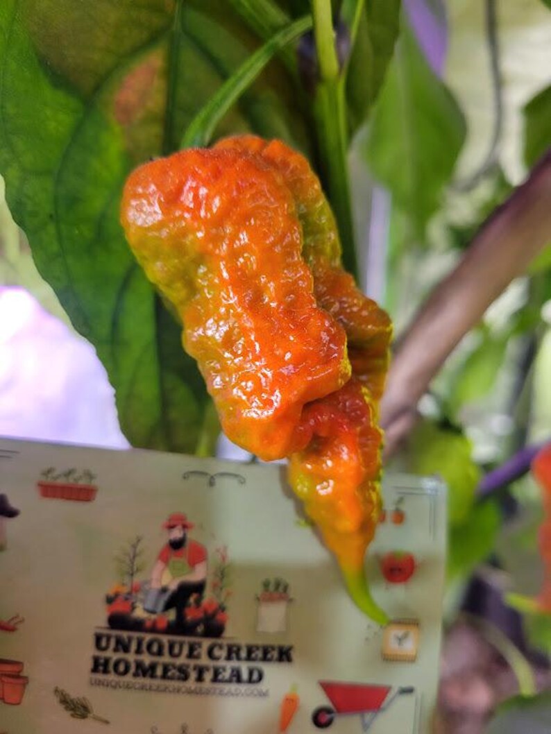 Trinidad HORNET Pepper Seeds 1,400,000+ Scoville Super Hot Hottest ...