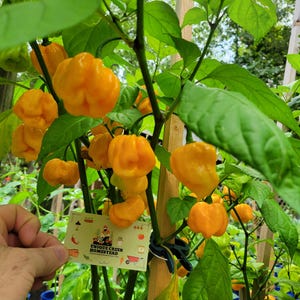 Yellow CAROLINA REAPER PEPPER Seeds Super Hot Chili Peppers 2,200,000+ Scoville Unique Creek Homestead Certified National Wildlife Sanctuary