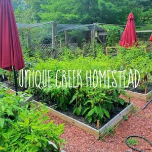 Pu&ograve; includere: Una scena di giardino con aiuole rialzate piene di piante verdi e pacciame rosso. Due ombrelloni rossi chiusi sono nel giardino. Il testo "UNIQUE CREEK HOMESTEAD" &egrave; scritto sull'immagine.