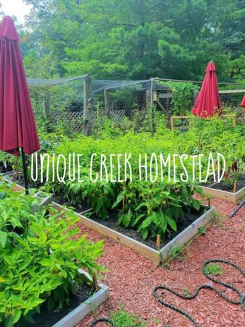 Pu&ograve; includere: Una scena di giardino con aiuole rialzate piene di piante verdi e pacciame rosso. Due ombrelloni rossi chiusi sono nel giardino. Il testo "UNIQUE CREEK HOMESTEAD" &egrave; scritto sull'immagine.