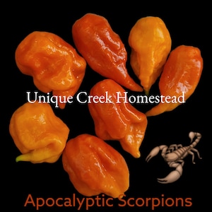 Apocalyptic Scorpion SUPER HOT Pepper Seeds 1,400,000+ Scoville shu Unique Creek Certified National Wildlife Sanctuary Southern Indiana