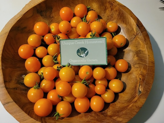SPECIAL Limited Time Sale Pricing Sungold Cherry TOMATO Seeds Organically Grown Unique Creek Homestead Wildlife Habitat & Gardens Indiana