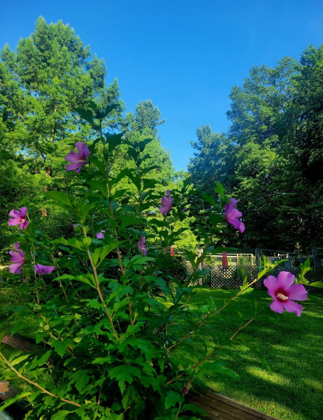 PINK Rose of Sharon Seeds Hibiscus Syriacus Althaea Shrub Hardy ...