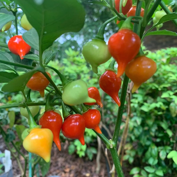 Biquinho Mildly Chili Pepper Rare Seeds Unique Creek Homestead Certified