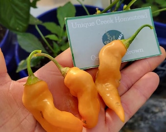 Aji Mango Pepper Seeds Peruvian Peru 30,000-50,000+ Scoville SHU Organically Grown Unique Creek Homestead