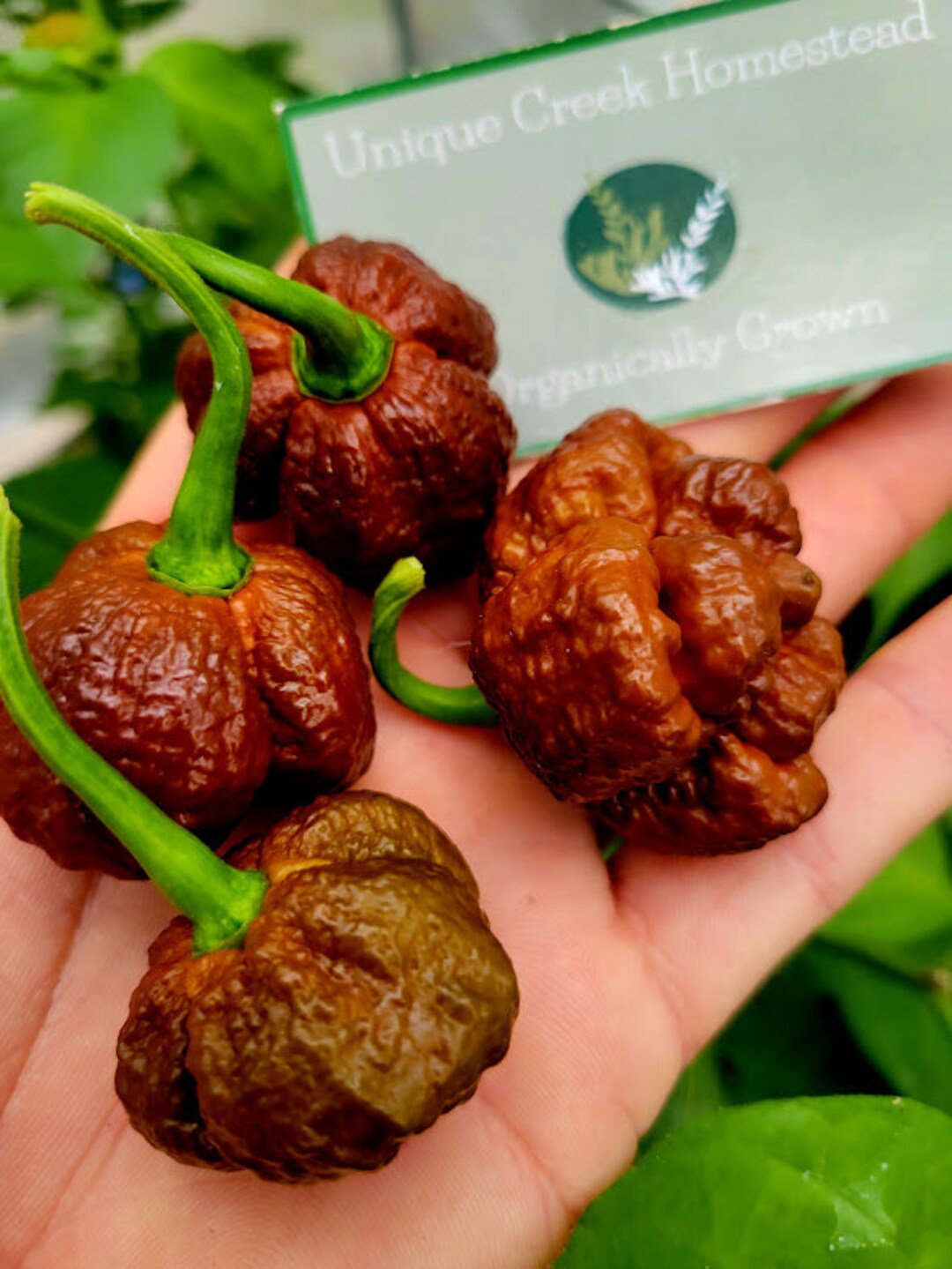 Fire Peper Carolina Reaper Chocolate Fire Pepper Seeds 2.2+ Million Scoville Super ...