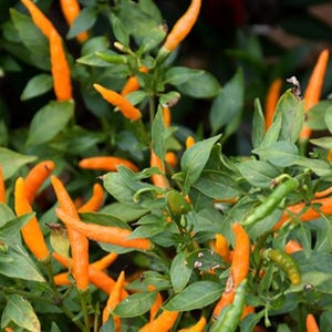 Thai Orange Chili Pepper Seeds 50,000-100,000+ Scoville SHU Unique Creek Homestead Rare Exotic Chili Peppers