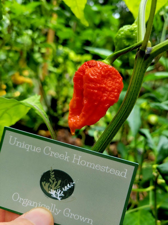 JIGSAW Fatalii Gourmet Super Hot Pepper SEEDS 2,000,000+ Scoville
