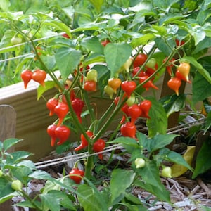 May include: A vibrant pepper plant laden with red, orange, and yellow peppers. The peppers have a unique, elongated shape and are surrounded by lush green leaves. The plant is growing in a garden setting.
