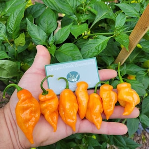 HABANADA PEPPER Seeds The Sweet & Fruity No Heat Habanero Highly Productive Large Pod Producer A Top Five Favorite Pepper To Grow! Unique