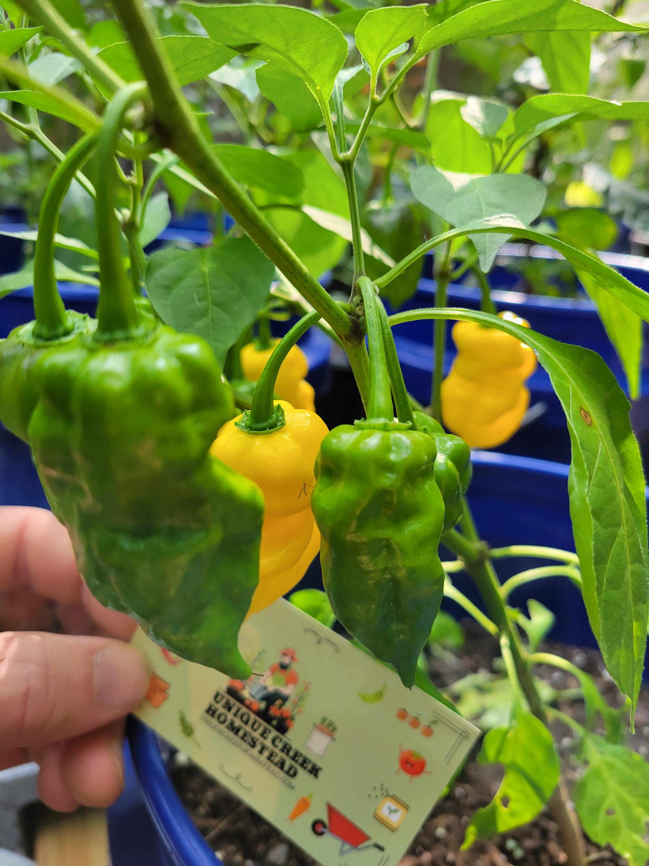 Bhut Jolokia YELLOW GHOST Pepper Seeds Super Hot 1,000,000+ Scoville ...