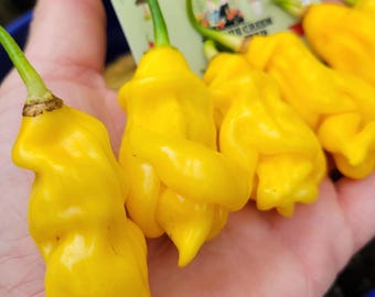 20 Habanero Madame Jeanette Chilli Seeds – 100% Guaranteed – PICA AND MORE
