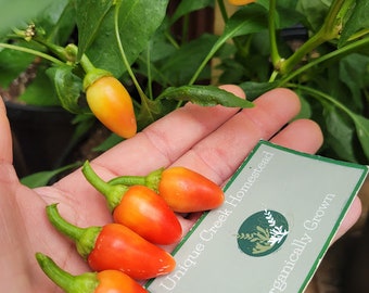 CASCABELLA Mild Hot PEPPER Seeds 1,000-6,000 Scoville SHU Unique Creek Homestead Rare Exotic Chili Peppers Certified Wildlife Habitat