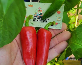 BASQUE ESPELETTE Pepper Seeds Organically Grown Unique Creek Homestead Certified National Wildlife Sanctuary Southern Indiana Garden