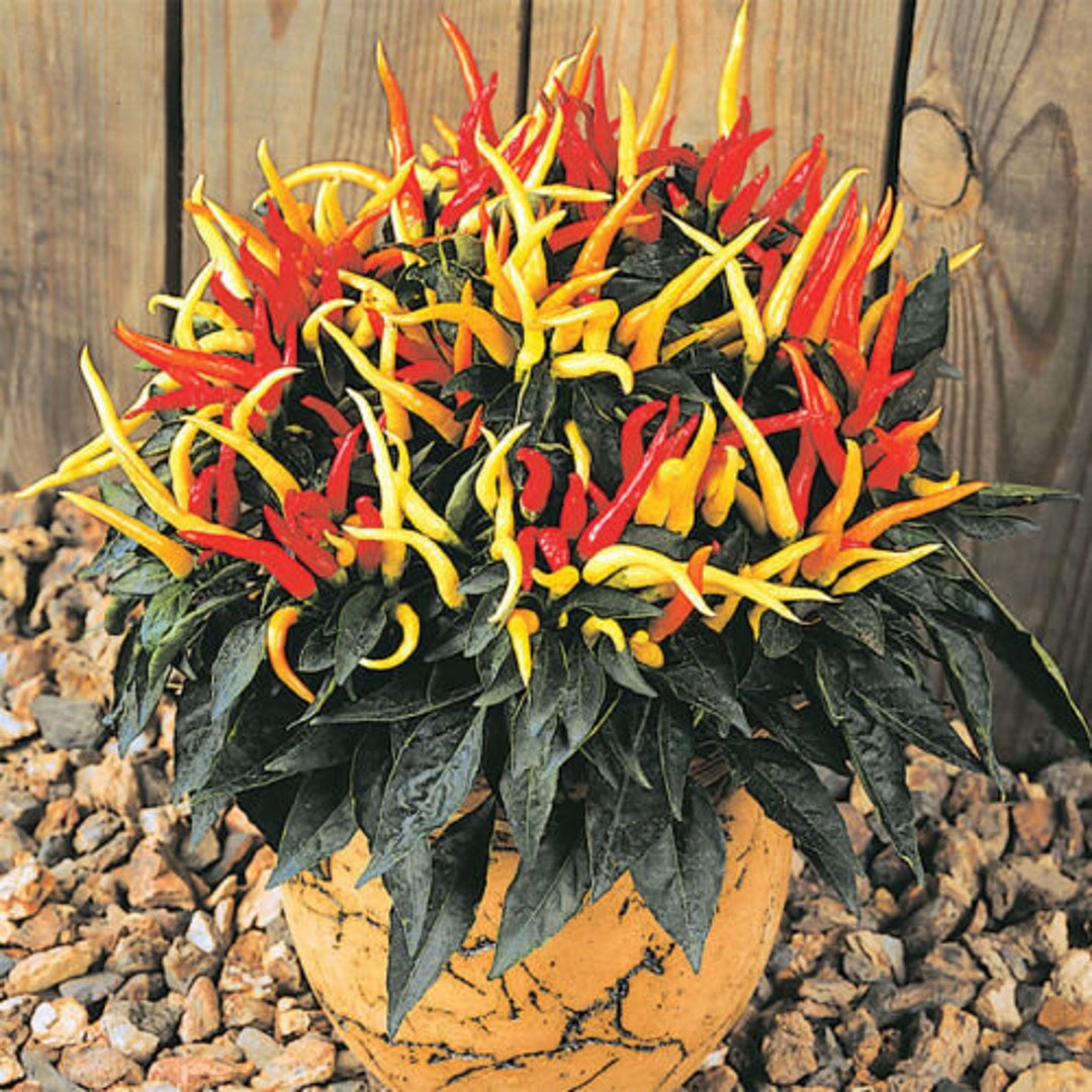 MEDUSA Sweet Mild Ornamental Chili Pepper Seeds Unique Creek - Etsy