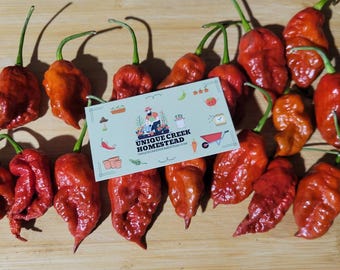 Primotalii Caramel Pepper Seeds SUPER HOT 1,000,000+ Scoville SHU Rare Exotic Chili Pepper Extreme Heat Flavor Unique Creek Homestead