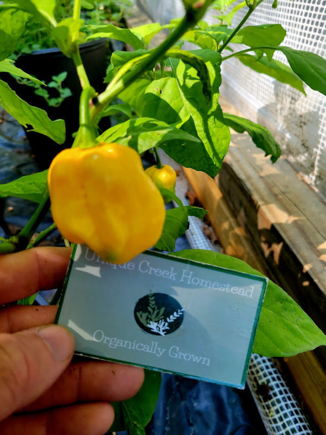 BSY X JIGSAW Pepper Seeds Big Sun Yellow Habanero Cross With Super