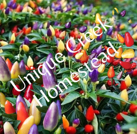 Chinese Five 5 Color Ornamental Edible Hot Pepper Seeds 30,000