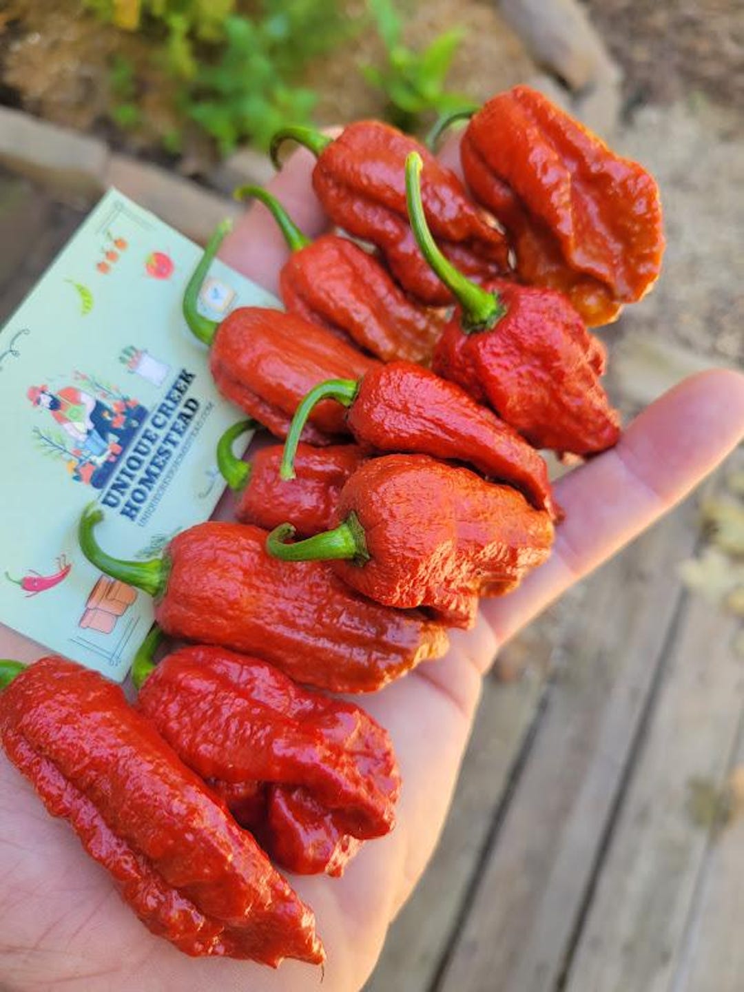 Bhut Jolokia BURGUNDY Ghost Pepper Seeds SUPER HOT 1,000,000+ Scoville ...