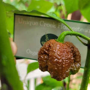 May include: A close-up of a brown pepper with a wrinkled texture. The pepper is growing on a plant with green leaves. A sign behind the pepper reads "Unique Creek Homestead Organic".