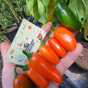 May include: A hand holds a collection of orange and green peppers, with a business card that reads "Unique Creek Homestead." The peppers are various sizes and shapes, with green stems. A green pepper hangs from a plant in the background.