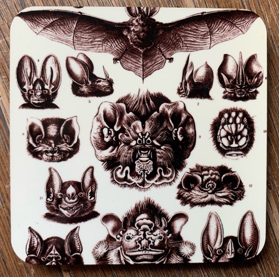 Bat Diagram coasters - set of 4