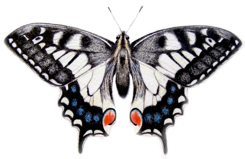 Butterfly Print | Swallowtail Butterfly | Butterfly Picture | Black and ...
