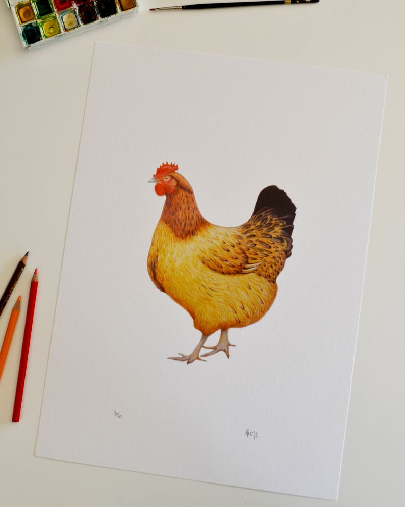 hypnotize a chicken by drawing a chalk line hypnotize a chicken by drawing a chalk line