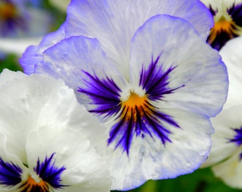 White Pansy 11 x 14 Photograph White Pansy Print 11 x 14 Order White Pansy Photograph White Pansy Art Wall Decor