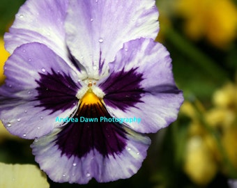 Perfect Purple Pansy After a Mountain Rain 8 x 10 Print, Pansy Print For Sale