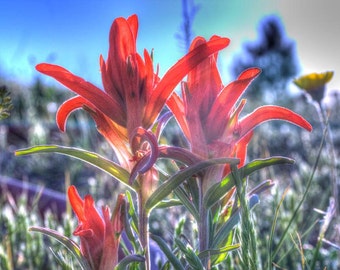 Springtime Colorado Orange Eastern Plains Paintbrushes Order 11 x 14 Photograph Print Colorado Wildflowers