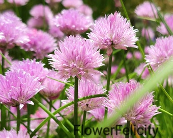 Limited Edition 11 x 20 Print of Purple Blooming Chives, Photo of Blooming Chives, Chive 11x20 Photo