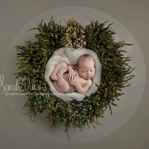 Newborn Digital Backdrop - Yellow Heather