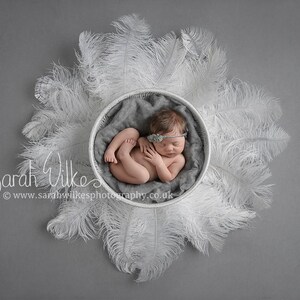 Newborn Dital Backdrop - White Feathers