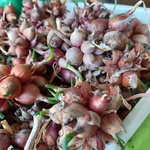 May include: A close-up shot of a pile of shallots, with their papery brown skins and emerging green shoots. The shallots are clustered together, showing their reddish-purple and white bulbs. The image is well-lit, highlighting the texture and color of the vegetables.