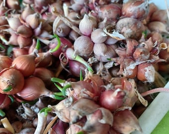 Cebula Medusa (Egipska Cebula Spacerująca)